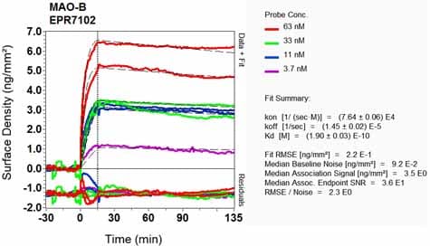 Anti-Monoamine Oxidase B/MAOB antibody [EPR7102] - BSA and Azide free(AB248436)