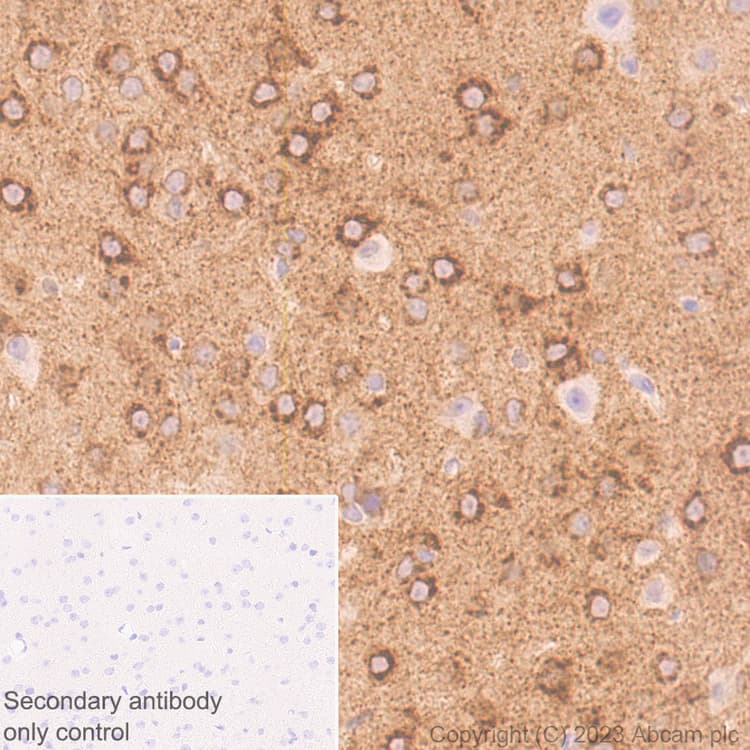 Anti-Sez6 antibody [EPR28518-55](AB314233)