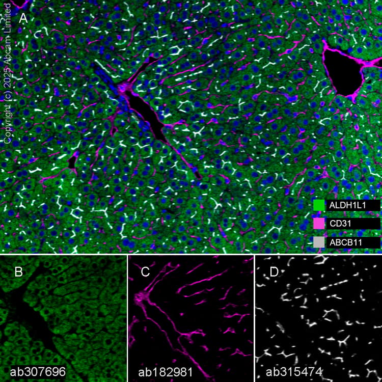 Aldh1l1 Antibody Epr25443 103 Astrocyte Marker Ab307696  Multiplex Immunohistochemistry Img446563