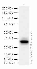 Hoxb4 Antibody Ep1919y Ab76093  Western Blot Img97852