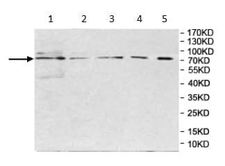 Scel Antibody Ab197087  Western Blot Img5535