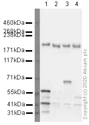 Anti-Mannose Receptor antibody(AB64693)