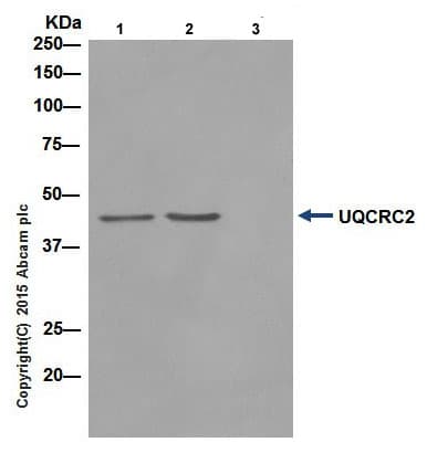 Anti-UQCRC2 antibody [EPR13051](AB203832)
