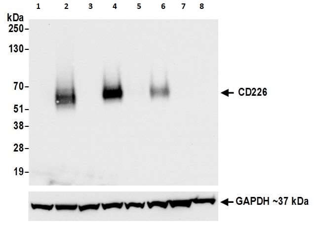 Anti-CD226 antibody [BLR063G] - BSA free(ab264415)