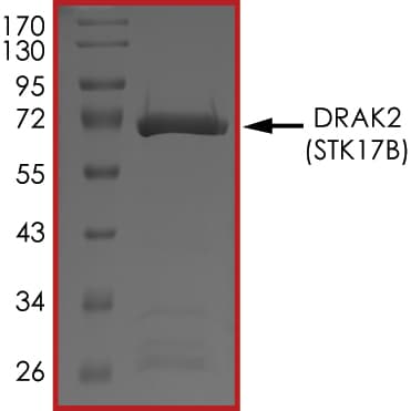 Recombinant human DRAK2 protein (Active)(ab268450)