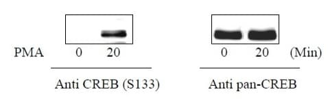 Phospho-CREB (S133) and Total CREB ELISA Kit(AB279764)