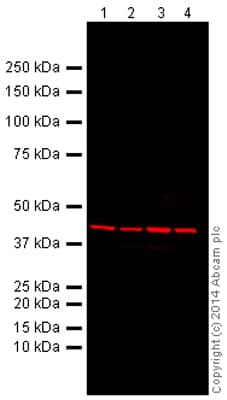 Mouse Loading Control Antibody Panel Alexa Fluor 680 Ab199716  Western Blot Img146741