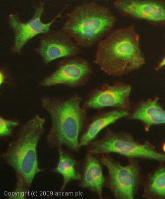 Anti-IKB alpha antibody [E130] - BSA and Azide free(AB215972)