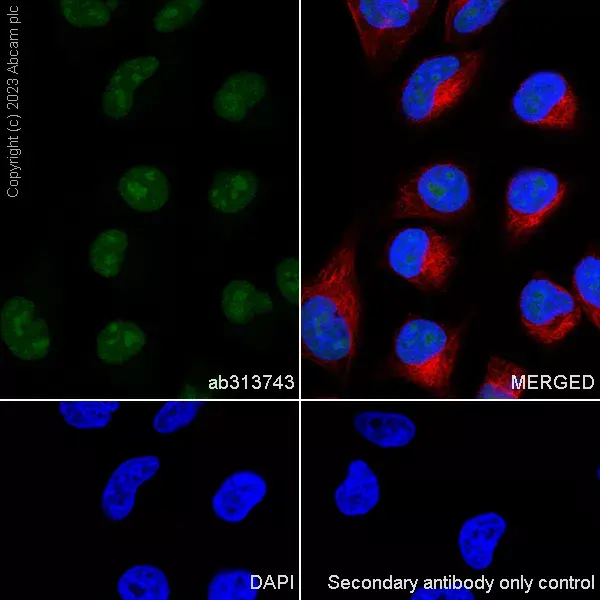 Anti-METTL16 antibody [EPR27236-78](AB313743)