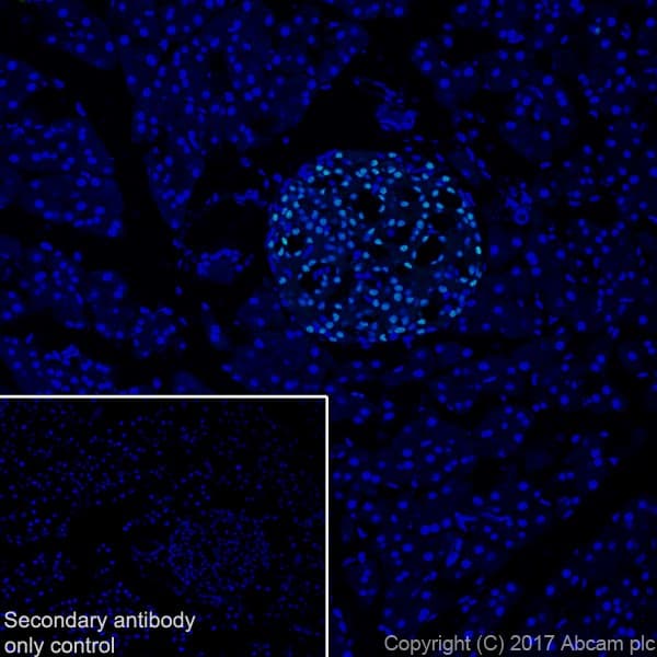 Anti-nkx6.1 antibody [EPR20405] - BSA and Azide free(AB240398)