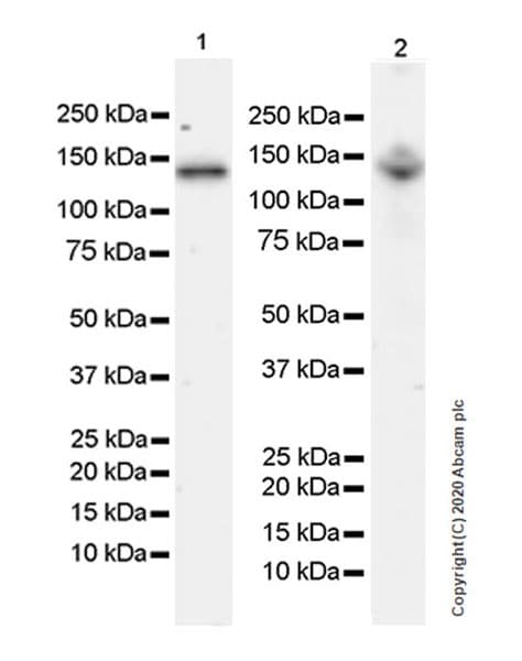 Anti-abL1 antibody [EPR23406-32](ab254341)