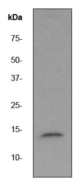 Anti-Cytochrome C antibody [EP1326-80-5-4](AB76237)