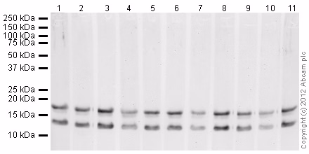 Human Histone H3 Di Methyl K9 Peptide Ab1772 Western Blot Img6540