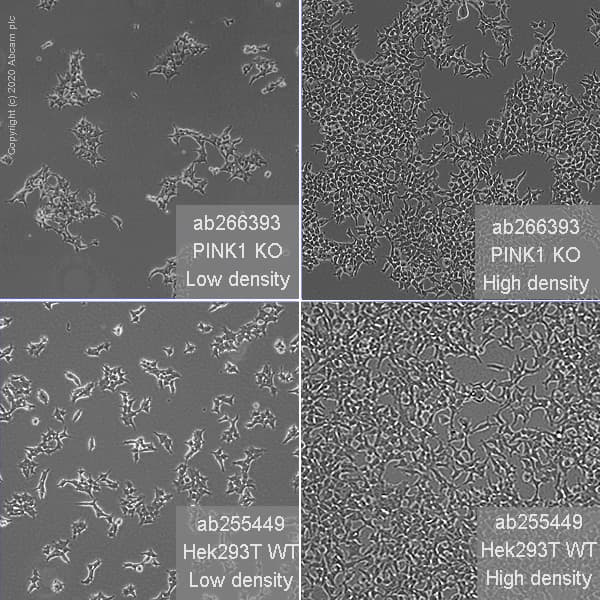 Human PINK1 knockout HEK-293T cell line(ab266393)