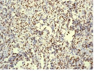 Anti-Myogenin antibody [EPR4789] - BSA and Azide free(AB232558)