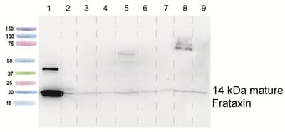 Anti-Frataxin antibody [17A11](AB113691)