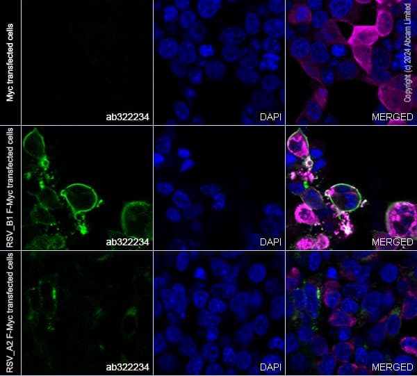 Anti-Myc tag antibody(AB9106)