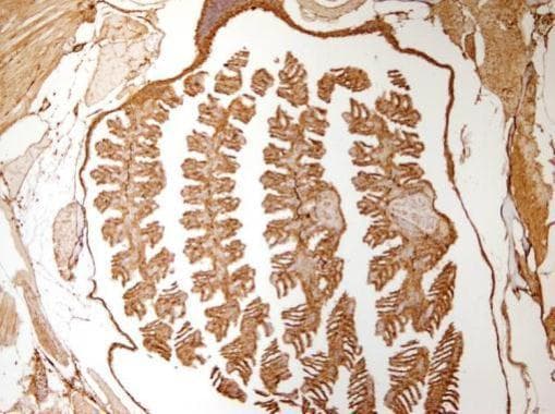 Anti-GAPDH antibody - Loading Control(AB210113)
