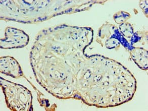 Anti-Annexin-11/ANXA11 antibody(AB236599)