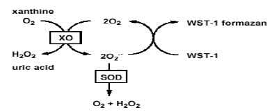 Superoxide Dismutase Activity Assay Kit (Colorimetric)(AB65354)