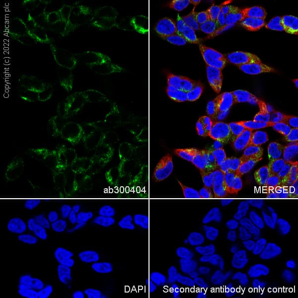 Np I Antibody Epr25683 17 Ab300404  Immunocytochemistry Immunofluorescence Img400520