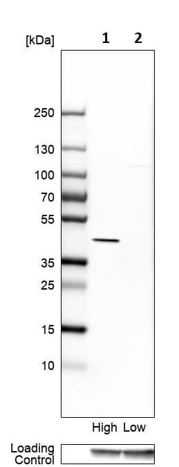 Anti-AMACR antibody(ab246927)