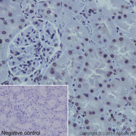 Anti-Histone H4 (mono methyl K20) antibody [EPR16999] - BSA and Azide free(AB239412)