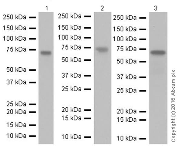 Anti-active YAP1 antibody [EPR19812](AB205270)