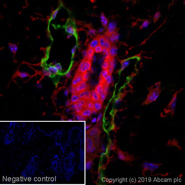 Goat Anti-Syrian hamster IgG H&L (Alexa Fluor® 488)(AB180063)