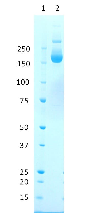 Sars Cov 2 B16172 Ay1 Ay2 Ay3 Stabilized Spike Glycoprotein Trimeric His Strep Tag Ab288550  Sds Page Img165536