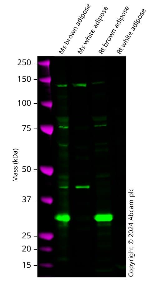 Anti-UCP1 antibody(AB23841)
