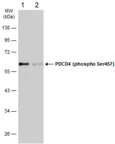 Anti-PDCD4 (phospho S457) antibody(AB226849)