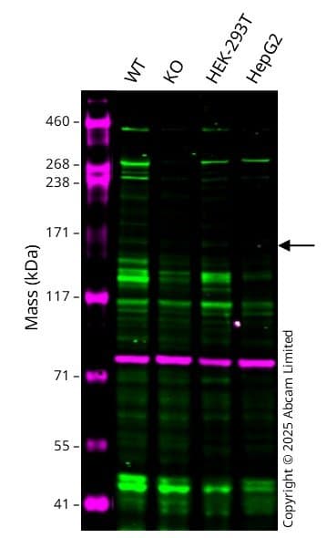 Anti-Calnexin antibody [CANX/1543](AB238078)