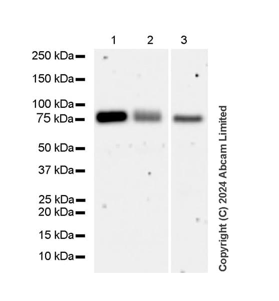 Alkaline Phosphatase Antibody Epr20428 147 Bsa And Azide Free Capture Ab252581  Western Blot Img440822