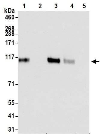 Anti-HIF-1 alpha antibody [BL-124-3F7](AB243860)