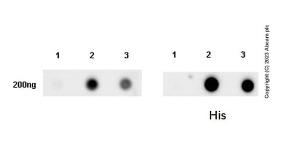 Cd1d Antibody Epr28086 36 Ab314132  Dot Blot Img420314
