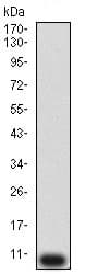 Anti-P2Y12 antibody [1C2A9](AB233760)