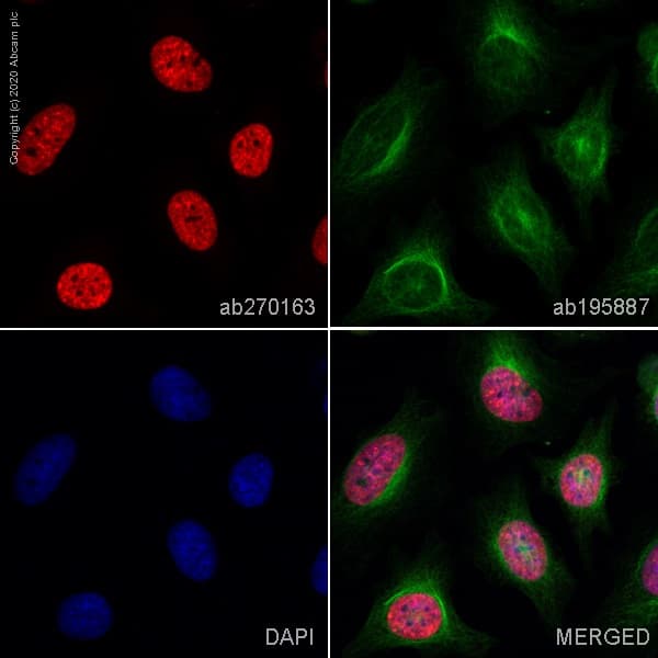 Anti-Histone H3 (tri methyl K27) antibody [EPR18607] - BSA and Azide free(AB222481)