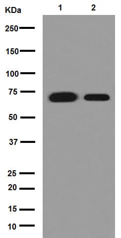 Hsp70 Antibody Epr16893 Ab194360  Western Blot Img57675