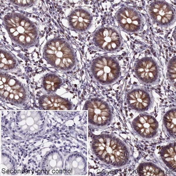 Goat Anti-Mouse IgG H&L (HRP)(AB205719)