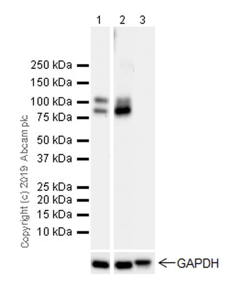 Anti-GABA B Receptor 1 antibody [EPR22954-47](AB238130)