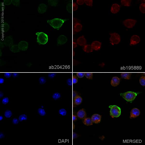 Alexa Fluor® 488 Anti-F4/80 antibody [F4/80](AB204266)
