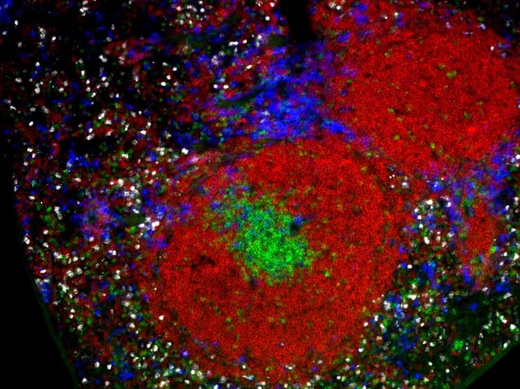 Streptavidin AZDye™ 488 Monovalent Antibody Labeling Kit(AB272187)
