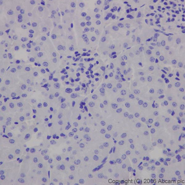 Anti-MAP2 antibody [EPR19691](AB183830)