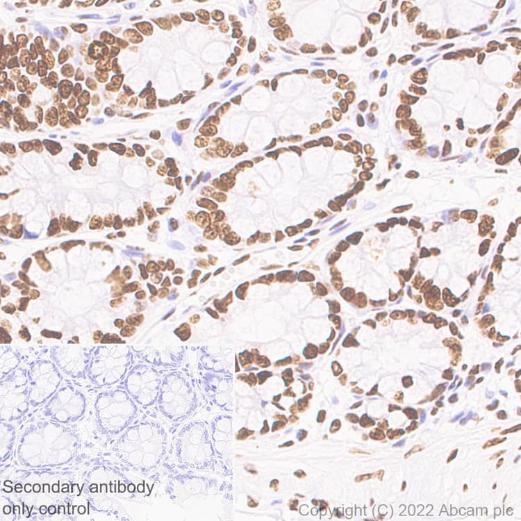 Anti-Histone H3 (acetyl K4+K9+K14+K18+K23+K27) antibody [RM1045] - BSA and Azide free(AB300642)