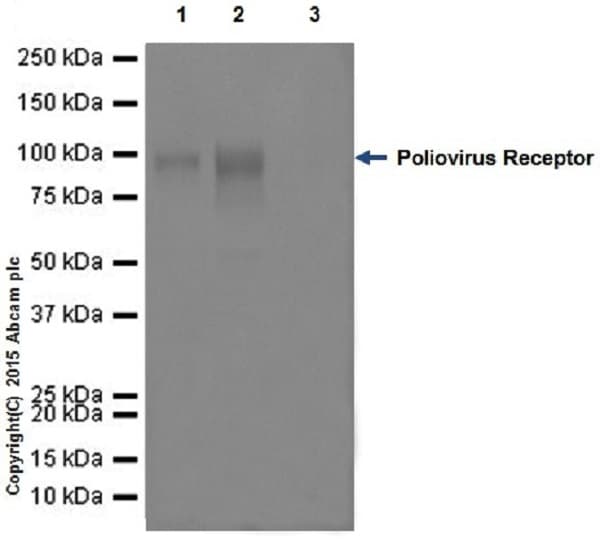 Anti-Poliovirus Receptor/PVR antibody [EPR17302] - BSA and Azide free(AB228348)