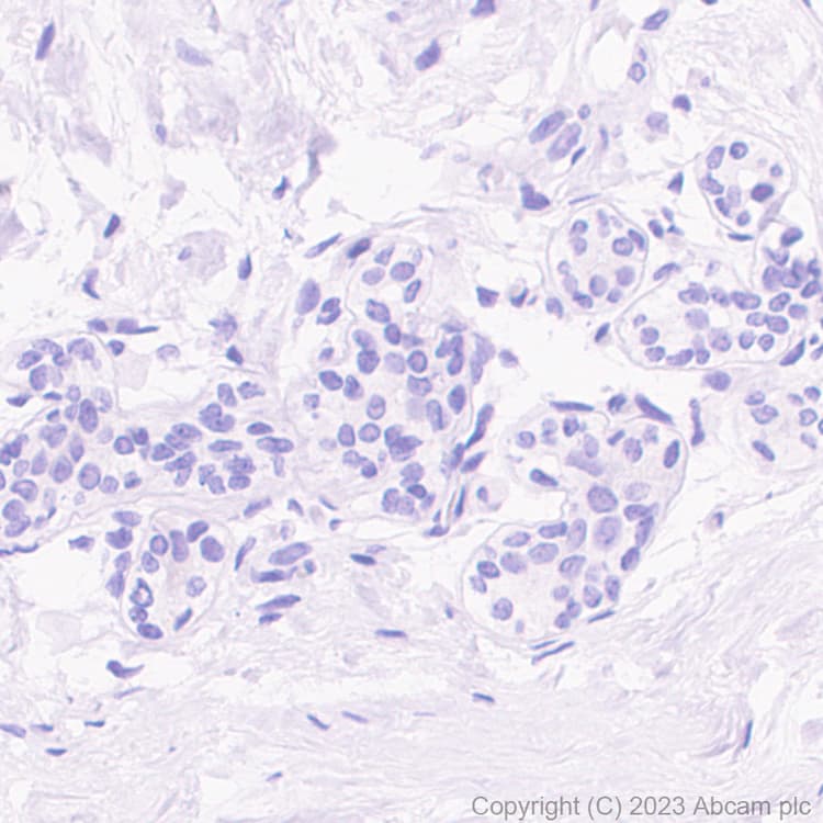 Anti-Oncostatin M/OSM antibody [EPR26065-14] - BSA and Azide free(AB307952)