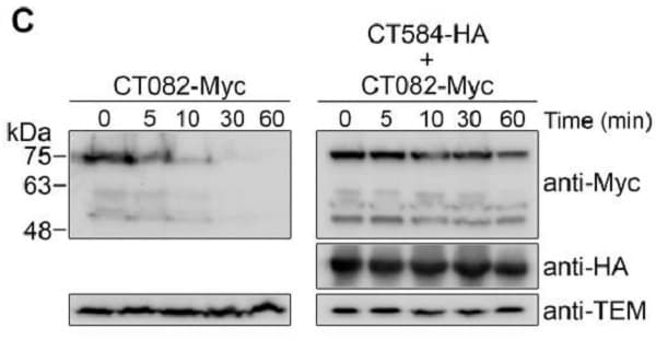 Anti-Myc tag antibody(AB9106)