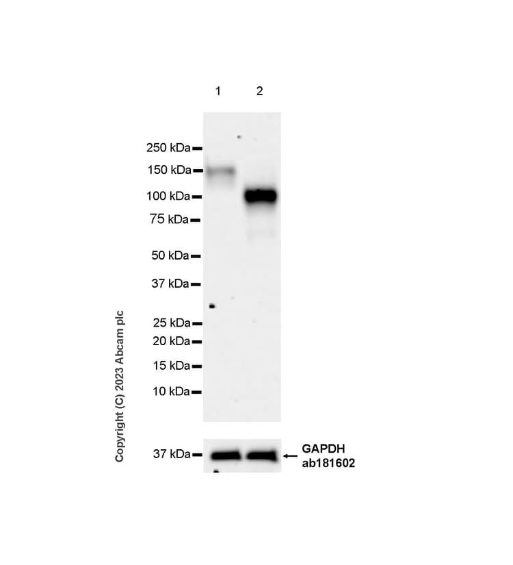 Anti-KIAA0319L antibody [EPR28329-62](AB315027)