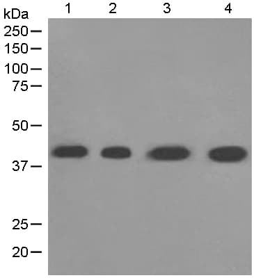 Anti-LHX3/LIM antibody [EPR3344(2)](AB124697)